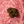 Load image into Gallery viewer, Japanese A5 Wagyu Striploin
